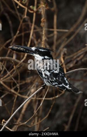 rattenvogel (Ceryle rudis) mit Beute im Okavango-Delta, Botswana. Rattenvogel mit Beute im Okavango-Delta, Botswana, Afrika Stockfoto