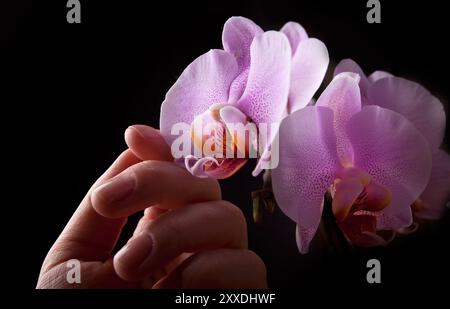 Rosafarbene Orchidee, die von der Hand der Frau auf schwarzem Hintergrund berührt wurde Stockfoto