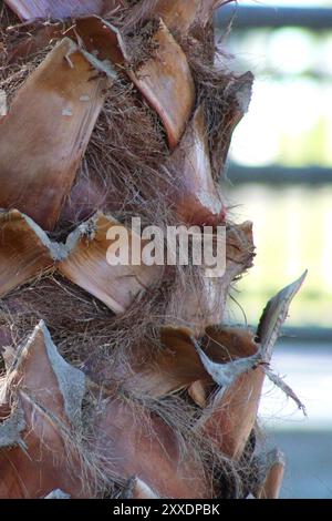 Palmenstamm aus nächster Nähe Stockfoto