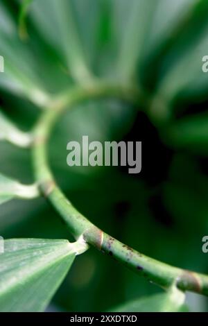 Bronx, New York, USA, 31. Juli 2005: Palmblätter im Bronx Botanical Garden. Stockfoto