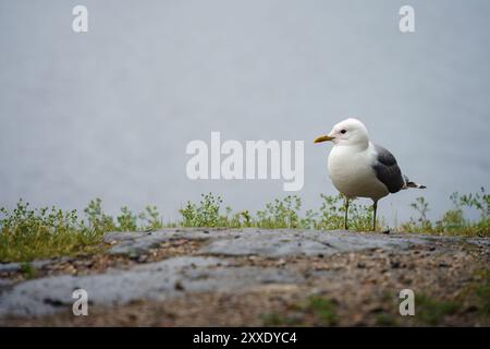 Die Gull (Larus canus) steht an einem Seeufer in Finnland Stockfoto