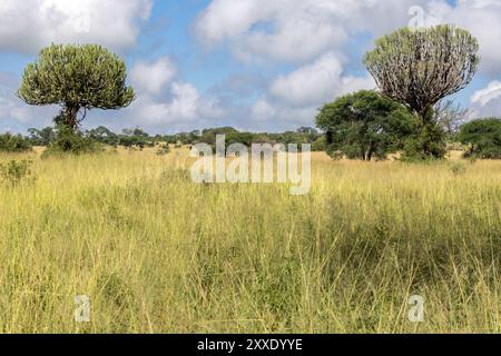 Euphorbia Candelabrum, giftiges Latex, Tarangire Nationalpark, Tansania Stockfoto