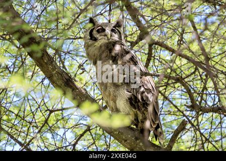 Verreaux's Uhu, Tarangire Nationalpark, Tansania Stockfoto