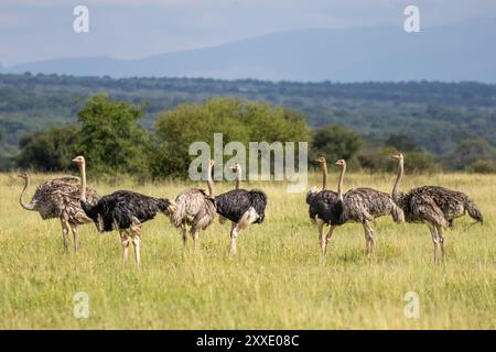 Strauß, Tarangire Nationalpark, Tansania Stockfoto