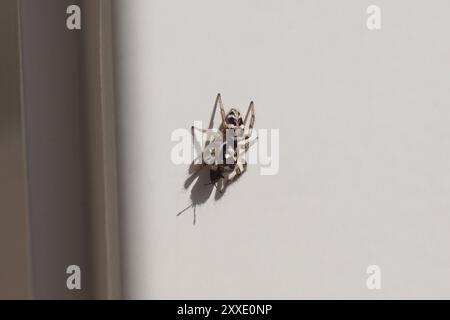 Zebraspinne (Salticus scenicus) als Beute mit einem Birkenkatzenkäfer (Kleidocerys resedae) auf einem Fensterrahmen. Unterfamilie Salticinae. Spinnen für Familien Stockfoto