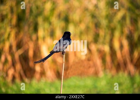 Nahaufnahme eines gewöhnlichen Grackle, Andaman Drango, ein endemischer Vogel. Stockfoto