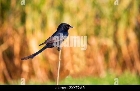 Nahaufnahme eines gewöhnlichen Grackle, Andaman Drango, ein endemischer Vogel. Stockfoto