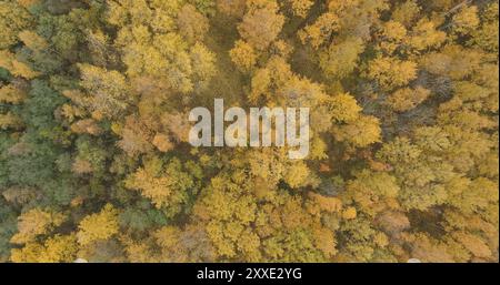 Antenne Draufsicht über gelb golden Birke Wald im Herbst, breite Foto Stockfoto