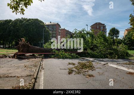 Bäume fielen und Stämme, die durch starke Windböen auf der Stadt zerstört wurden, schwere Schäden durch das Klima, Tornados und starke Stürme. Wetternachrichten Stockfoto