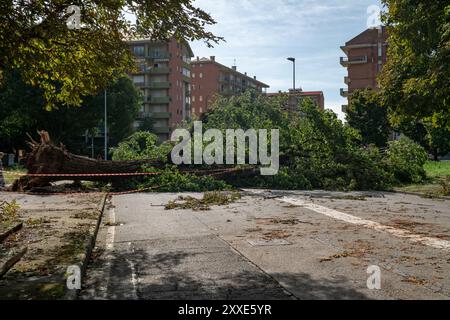 Bäume fielen und Stämme, die durch starke Windböen auf der Stadt zerstört wurden, schwere Schäden durch das Klima, Tornados und starke Stürme. Wetternachrichten Stockfoto