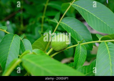 Zarte kleine lebendige grüne Walnuss und große Blätter im Baum, in direktem Sonnenlicht in einem Garten an einem sonnigen Sommertag, schöne Outdoor-Blumenhintergrund Stockfoto