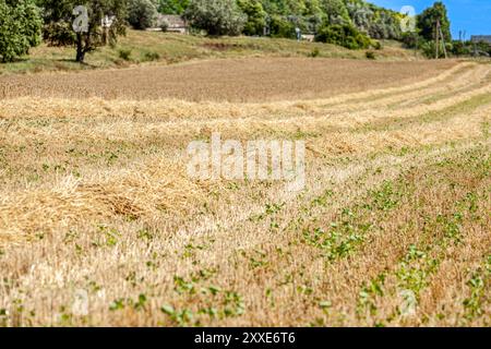 Bauernfeld bei Weizen und Schafen vor Waldhintergrund Stockfoto