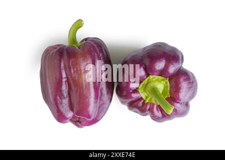 Zwei frische rohe Paprika-Komposition, lila süße Paprika mit grünem Stiel isoliert auf weißem Hintergrund, Nahaufnahme, Draufsicht. Gesundes Gemüse, Lebensmittel Stockfoto