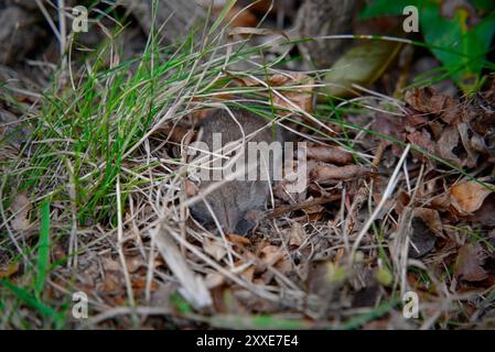 Pygmy Shrew im wilden Gras: Hellgrau-braunes Fell und langer haariger Schwanz Stockfoto