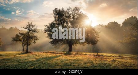 Stimmungsvolle ländliche Landschaft mit den goldenen Sonnenstrahlen des morgens hinter einem Baum auf einer Wiese Stockfoto