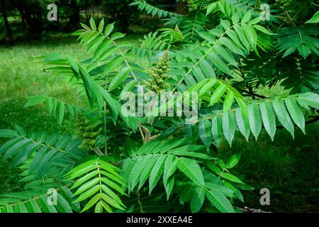 Minimalistischer monochromer Hintergrund mit großen grünen Blättern und kleinen Blüten des Rhus-Strauchs, allgemein bekannt als Sumac, Sumach oder sumaq, in einem Garten in einem Stockfoto