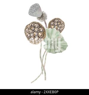 Kompositionsstrauß von Lotusblüten, Samen und Blättern. Aquarellillustration Lotusblumen und Blätter handgezeichnet, Blumenstrauß aus Lotusblumen für Design. Stockfoto