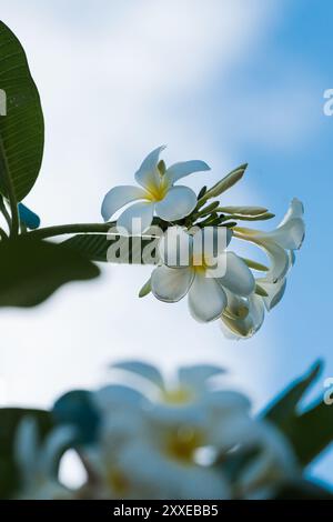 Duftende Frangipani-Blüten (Plumeria obtusa) auf dem Baum auf den Seychellen. Stockfoto