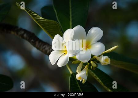 Duftende Frangipani-Blüten (Plumeria obtusa) auf dem Baum auf den Seychellen. Stockfoto