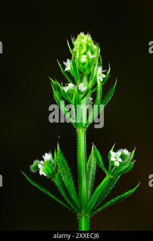 Porträt der Klinge in der Blüte. Dorset, UK Juni Stockfoto