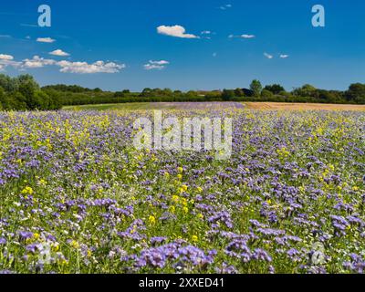 Ein Feld von phacelia, das auf einem Bauernhof in Großbritannien wächst. Auch gelber Senf. Phacelia wird von Landwirten als Gründünger und als Brutkult verwendet. Sein p Stockfoto