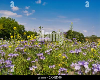 Ein Feld von phacelia, das auf einem Bauernhof in Großbritannien wächst. Auch gelber Senf. Phacelia wird von Landwirten als Gründünger und als Brutkult verwendet. Sein p Stockfoto