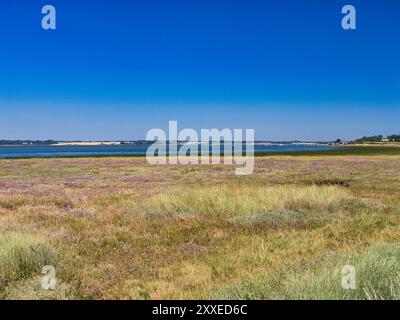 Sumpfland und niedrig wachsendes Laub der River Stour Estuary bei Wrabness in East Sussex, England, Großbritannien. Vom Essex Way National Trail auf A Stockfoto