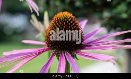 Gartengestaltung und Landschaftsgestaltung Stockfoto