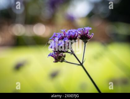 Gartengestaltung und Landschaftsgestaltung Stockfoto