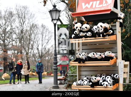 Berlin, Deutschland. Dezember 2023. Riesenpandabuppen sind im Zoo Berlin am 14. Dezember 2023 in Berlin zu sehen. ZU „Giant Panda Meng Meng gibt Zwillinge im Berliner Zoo zur Welt“ Credit: Ren Pengfei/Xinhua/Alamy Live News Stockfoto