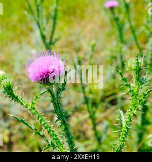 Gesegnete Mariendistel blüht auf der Sommerwiese. Silybum marianum Kräutermittel, Mariendistel, Mariendistel, Mariendistel Stockfoto