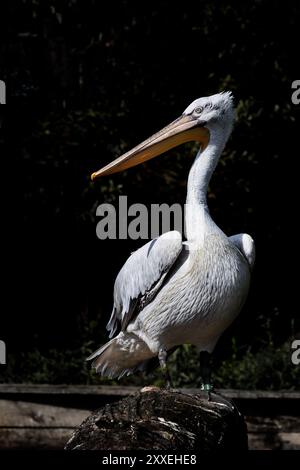 Ein weiblicher Pelikan Stockfoto