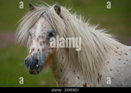 Ein braunes, geflecktes, weißes Waldpony, Nahaufnahme von Kopf und Hals, mit langer Mähne und gesprenkelter Nase. Stockfoto