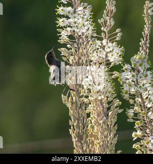 Ein weiblicher palästinenser-sunbird, der neben einem blühenden Schnitzel schwebt, beide von der Morgensonne beleuchtet. Stockfoto