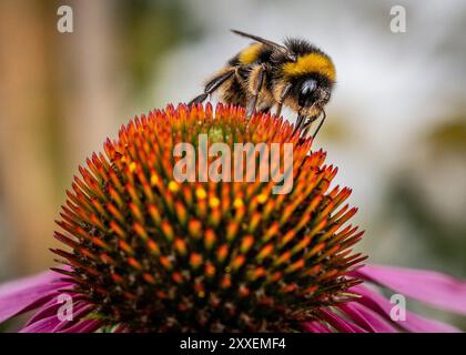 Gartengestaltung und Landschaftsgestaltung Stockfoto