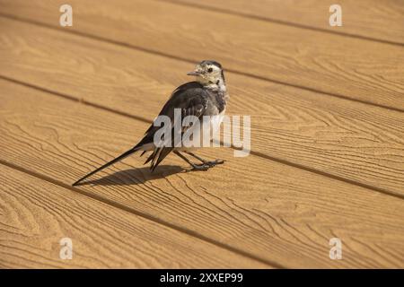 Mediterraner Wagtail (Motacilla Alba) Rattenschwanz, auf Holzdielen. Westwales Stockfoto