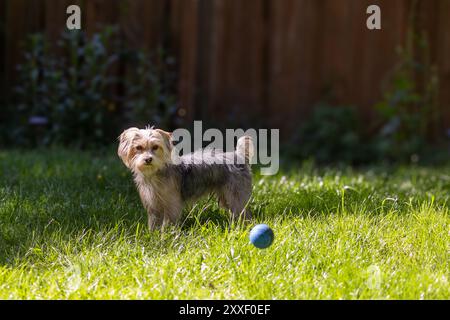Kleiner Yorkie, der neben einem Ball auf Gras steht Stockfoto