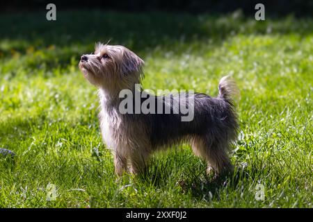 Yorkshire Terrier, der in hohem Gras steht Stockfoto