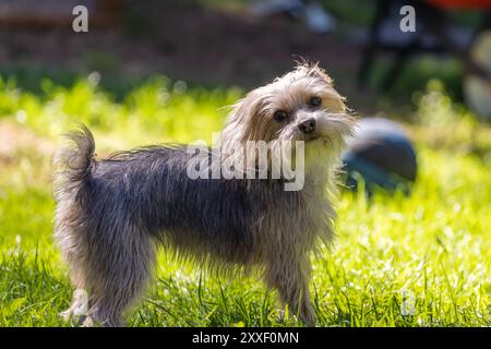 Flauschiger Yorkshire Terrier, der auf dem Rasen in der Sonne steht Stockfoto