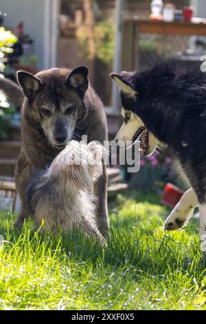 Unwahrscheinliche Gruppe von nicht übereinstimmenden Hunden zusammen im Gras Stockfoto