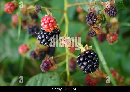 Reife, unreife und ausgetrocknete Brombeeren auf einem Sträucher Stockfoto