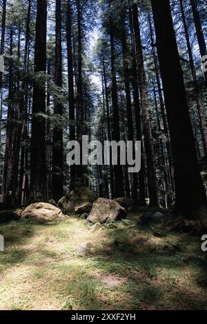 Blick von der hohen Kiefernwald eine häufige Art von harzigen Nadelbäume von unten betrachtet Stockfoto