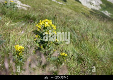 Gelbe und kleine Blüten auf grünem Gras Stockfoto