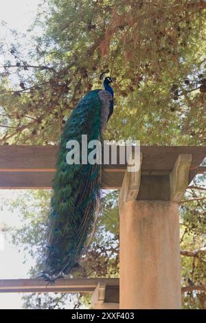 Männlicher Pfau auf einem Barsch, der sein Gefieder im Schatten der Bäume zeigt Stockfoto