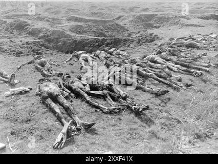 Leichen wurden aus einem Massengrab in Ploemnitz, einem Unterlager von Buchenwald, exhumiert. Buchenwald und seine 139 Unterlager waren Zwangsarbeitslager, keine Todeslager und es gab dort keine Gaskammern. Allerdings führten schlechte Bedingungen, Missbrauch und Hinrichtungen dort zu 56500 Toten. Sie wurde am 11. April 1945 von der US-Armee befreit. Stockfoto