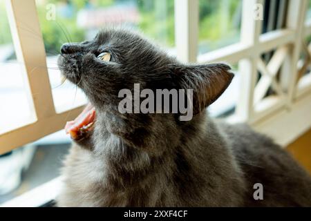 Eine schwarze britische Langhaarkatze, die neben einem Fenster gähnt Stockfoto