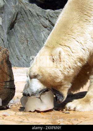 Prag, Tschechische Republik. August 2024. Tiere im Prager Zoo, wie die Eisbären, erhalten in der Sommerhitze gefrorenes Futter. Das ist nicht nur, um sie abzukühlen. Es ist auch Teil des Anreicherungsprogramms des Zoos, das darauf abzielt, die Tiere zu stimulieren. Mit fast 1,4 Millionen Besuchern im Jahr 2023 ist der Zoo eine der meistbesuchten Attraktionen in Prag. Quelle: Michael Heitmann/dpa/Alamy Live News Stockfoto