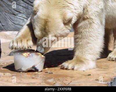 Prag, Tschechische Republik. August 2024. Tiere im Prager Zoo, wie die Eisbären, erhalten in der Sommerhitze gefrorenes Futter. Das ist nicht nur, um sie abzukühlen. Es ist auch Teil des Anreicherungsprogramms des Zoos, das darauf abzielt, die Tiere zu stimulieren. Mit fast 1,4 Millionen Besuchern im Jahr 2023 ist der Zoo eine der meistbesuchten Attraktionen in Prag. Quelle: Michael Heitmann/dpa/Alamy Live News Stockfoto