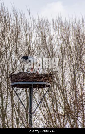 Ein paar Störche in ihrem Nest, hoch auf einem Stab. Stockfoto