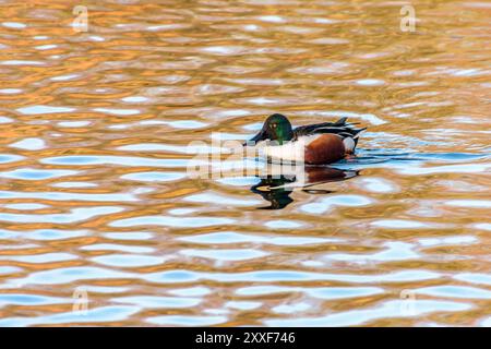 Männlicher Nordschaufel (Spatula clypeata), der in einem See schwimmt. Stockfoto